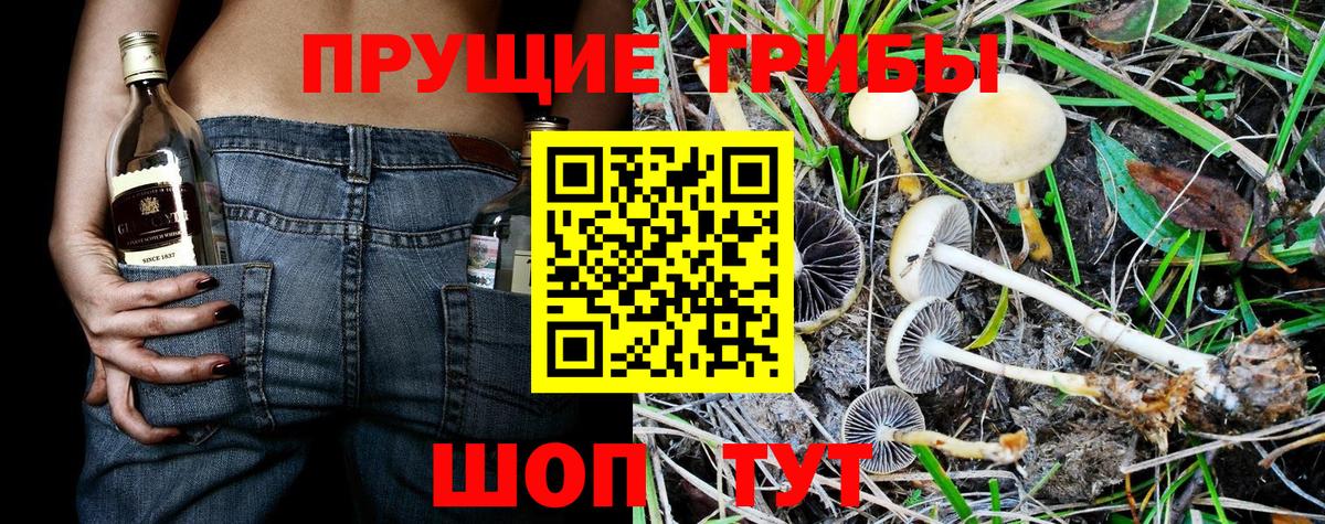 Псилоцибиновые грибы GOLDEN TEACHER  где купить наркоту  Киселёвск  Вход с VPN 